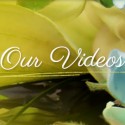 Dream Wedding – Our Videos