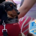 2014 Frankenmuth Dog Bowl Highlights